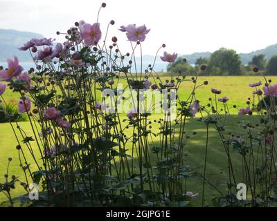 Alto, rosa, anemone giapponese fiorito in un giardino che si affaccia sulle rive del Loch Melfort e le colline distanti in Argyll & Bute Foto Stock