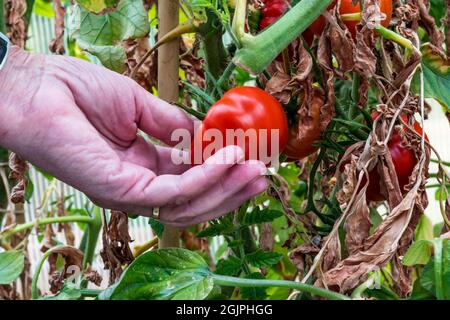 Donna che raccoglie il pomodoro di Marmande, Solanum lycopersicum, cresciuto nella sua serra. Foto Stock