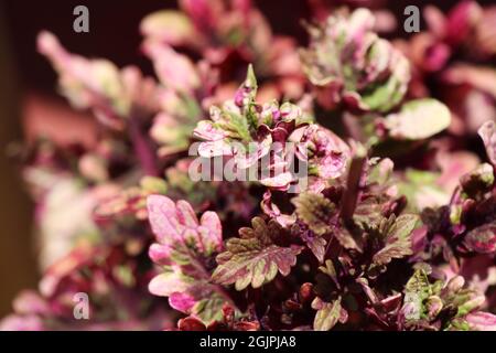 Bella texture di pianta Coleus Foto Stock