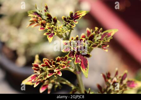 Bella Coleus foglie in sfondo colorato Foto Stock