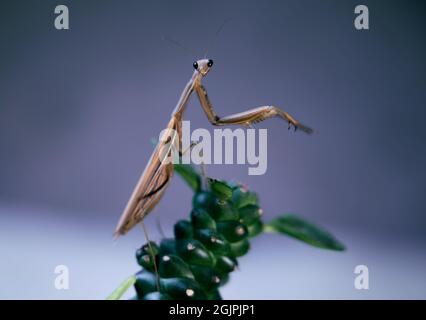 Portret di mantis di preghiera su una pianta asciutta. A colori, full frame Foto Stock