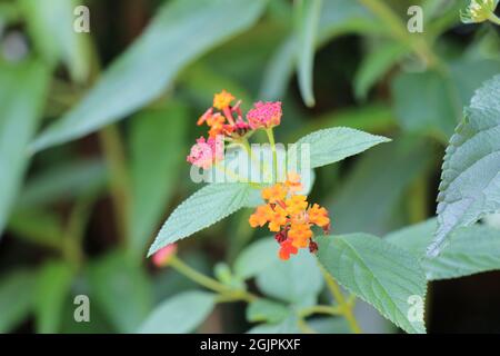 Mazzo fiorente di fiori arancioni selvatici con foglie Foto Stock