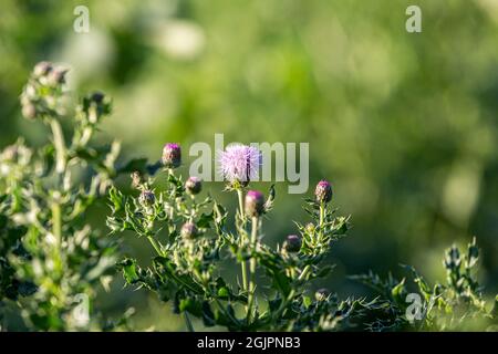 Un primo piano di un fiore di cardo al sole di settembre, con una profondità di campo poco profonda Foto Stock
