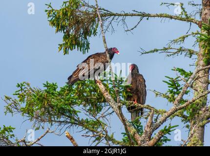 Due avvoltoi di tacchino orientali (Cathartes aura septentrionalis) che girano su un abete rosso a bassa densità. Rangeley, Maine, Stati Uniti Foto Stock