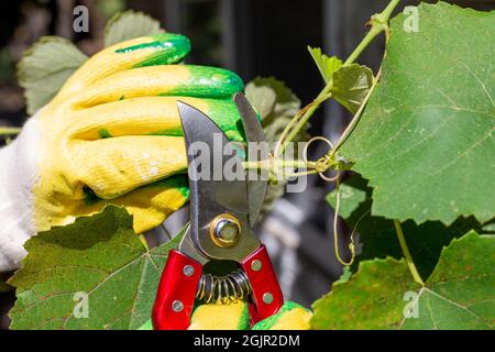 Potatura di viti con cesoie di potatura in autunno. Cura di pianta e coltivazione. Foto Stock