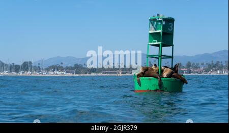 Leoni marini della California (Zalophus californianus) prendere il sole su una boa nel porto di Santa Barbara, Santa Barbara, California, Stati Uniti Foto Stock