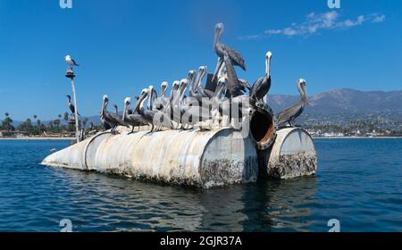 Un gregge di pellicani perch su un tubo usato per sognare sabbia a Santa Barbara Harbor, Santa Barbara, California, USA Foto Stock