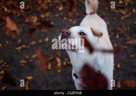 autunno cane caccia foglie Foto Stock