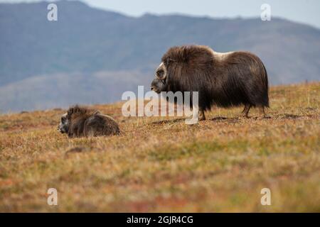 Muskox selvatico in Nome, Alaska Foto Stock