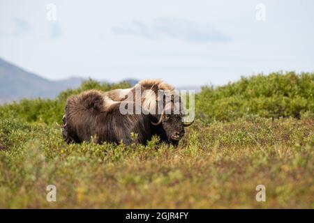 Muskox selvatico in Nome, Alaska Foto Stock