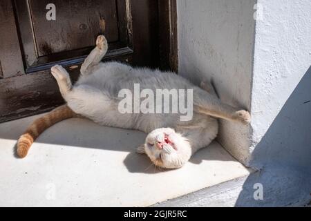 gatto che dorme in una porta godendo un pisolino di pomeriggio Foto Stock