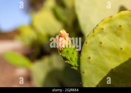 Primo piano di fioritura di pero pungente Foto Stock