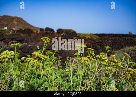 Crithmum maritimum noto come samphire o finocchio di mare , Linosa. Sicilia Foto Stock