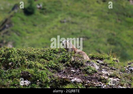 Marmotta alpina, in guardia in un campo delle Alpi, Ischgl, Austria, Europa / Marmota marmota -Marmotta alpina, di guardia in un campo sulle Alpi Foto Stock