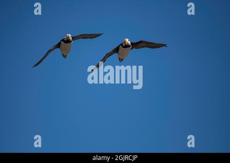 Puffin cornuto, Alaska Foto Stock