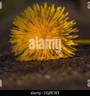 dente di leone giallo isolato su sfondo marrone Foto Stock