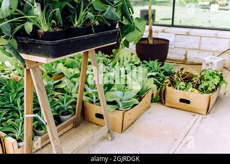 Piante di vario tipo in pentole in una serra. Foto Stock