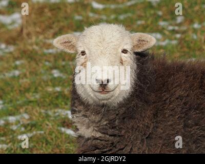 Singola pecora di Herdwick con caratteristico viso bianco e fleece marrone in con leggera copertura di neve in inverno in Upland Cumbria, Inghilterra, Regno Unito Foto Stock