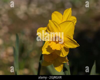 narcisi gialla su sfondo scuro sfocato Foto Stock