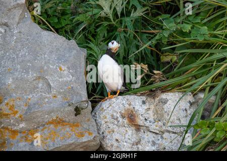 Puffin cornuto, Alaska Foto Stock