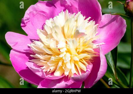 Paeonia lactiflora Bowl of Beauty, Peony Bowl of Beauty Foto Stock