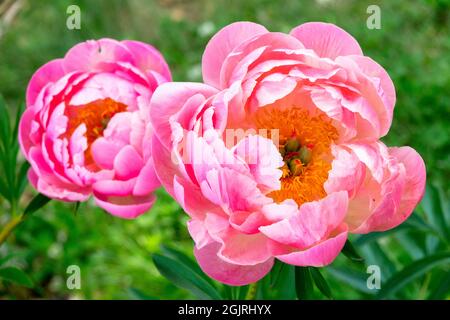 Bella Paeonia lactiflora Peony in giardino Foto Stock