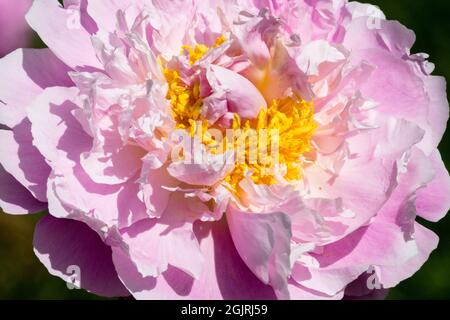 Piatto semi-doppio fiore rosa color carne Peony 'Queen Bee' Foto Stock