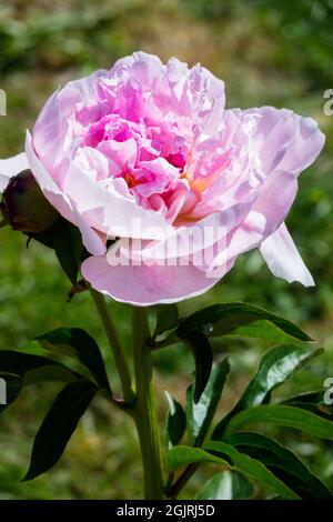 Bella Peonia Paeonia lactiflora 'Orchid Annie' Foto Stock