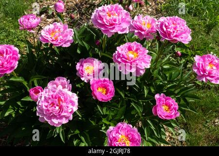 Attraente Paeonia Lactiflora fiori 'Ma Petite Cherie' Peonia in giardino erbacee Peonie Foto Stock