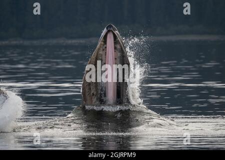 Whale humpback, Baranof Island, Alaska Foto Stock