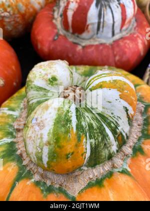 Primo piano della colorata zucca turbana di Turk Foto Stock