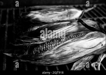 sulla pannocchia si è leggermente inchinato il mais dolce con la buccia appoggiata su una griglia Foto Stock