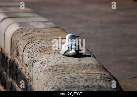 Seagull poggiato su un muro di pietra sul lungomare Foto Stock