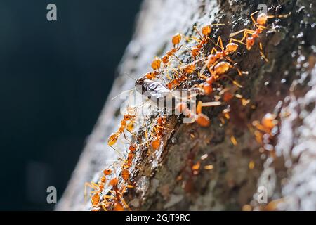 il lavoro di squadra di formica rossa commovente la loro preda Foto Stock