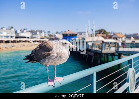 Primo piano di Seagull vicino a Redondo Beach a Los Angeles Foto Stock