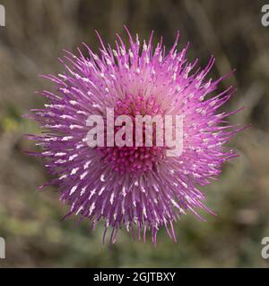 New Mexico Thistle in piena fioritura. Foto Stock