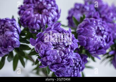 Bouquet di crisantemi blu primo piano su sfondo sfocato. Foto Stock