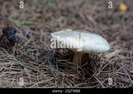Piccolo fungo non commestibile in una foresta di larice, a metà settembre. Foto Stock