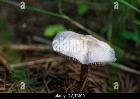 Piccolo fungo non commestibile in una foresta di larice, a metà settembre. Foto Stock