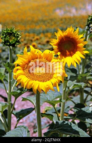 Campo di girasole in campagna, Medina Sidonia, provincia di Cadice, Andalusia, Spagna, Europa. Foto Stock