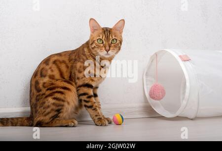 Un gatto domestico con le marcature nere sta giocando vicino ad un tunnel di gioco con una sfera multicolore sul pavimento. Foto Stock