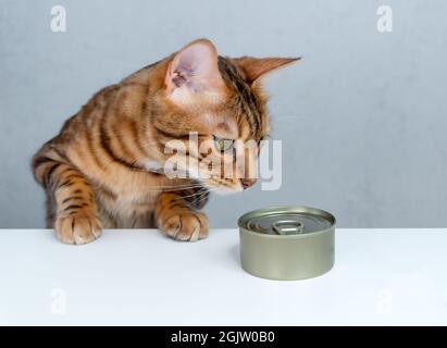 Gatto bengala affamato e cibo gatto umido sul tavolo Foto Stock