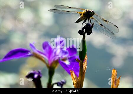Quattro-spotted dragonfly sul fiore Libellula quadrimaculata quattro-spotted chaser appollaiato Foto Stock