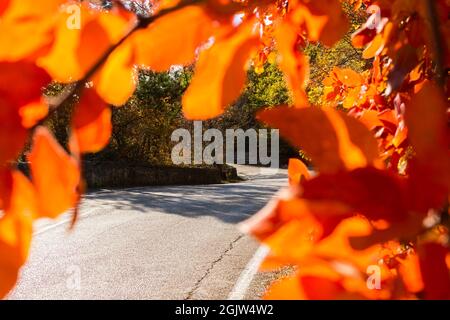 Autunno sfondo strada lascia di scumpia. Sfondo autunnale colorato e luminoso con una prospettiva sfocata. Sfondo cartolina con spazio per il testo. Un vento Foto Stock