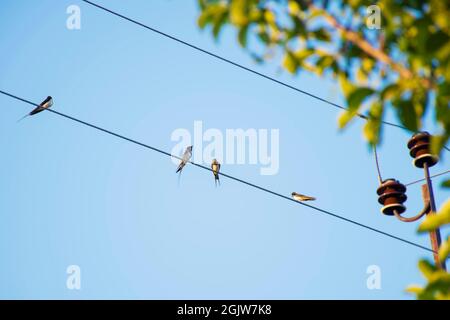 Un gregge di uccelli inghiottite siede su fili sullo sfondo di un cielo blu chiaro al tramonto. Foto Stock