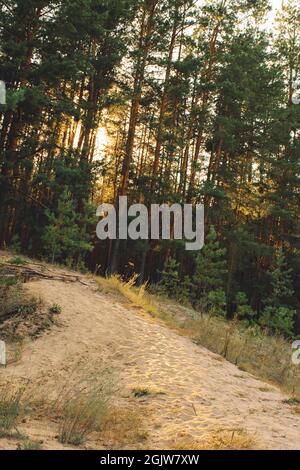 Sentiero di sabbia su un poggio in una pineta al tramonto Foto Stock