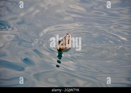 Anatra galleggiante sulle acque blu del mare Adriatico primo piano. Femmina anatra di mallardo che galleggia sull'acqua. Foto Stock