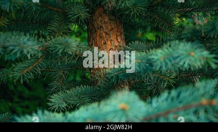 Rami di pino soffice con aghi e corteccia luminosa nella foresta di conifere Foto Stock