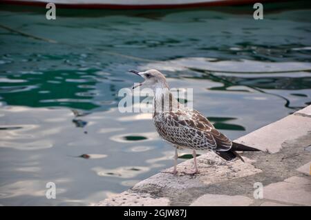Gabbiano con bocca aperta e lingua urlando sul porto di Rijeka, Croazia Foto Stock