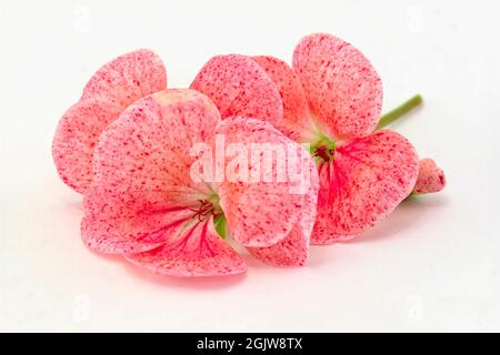 Fiori rosa geranio in primo piano, isolato su sfondo bianco Foto Stock